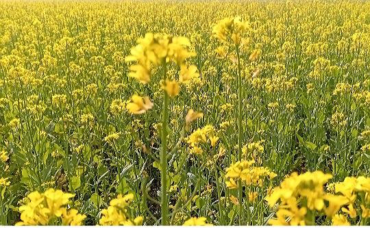 রাজবাড়ীর বালিয়াকান্দিতে সরিষার বাম্পার ফলন