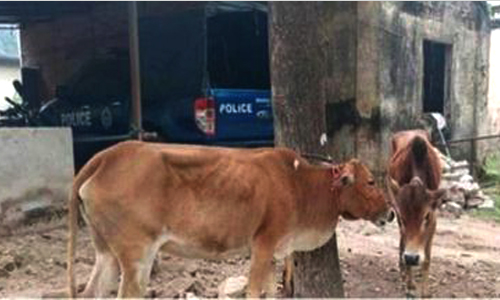 ঠাকুরগাঁওয়ে ভুট্টা খেতে পাওয়া গেল চুরি হওয়া গরু