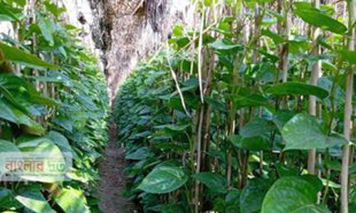 পান চাষে দিন বদলের স্বপ্ন দেখছেন বালিয়াকান্দির উল্লাসী দাস