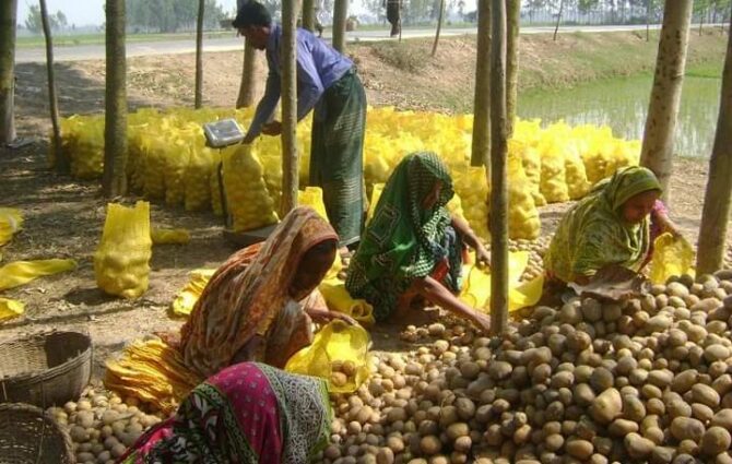 জয়পুরহাটের আলু যাচ্ছে ১০টি দেশে