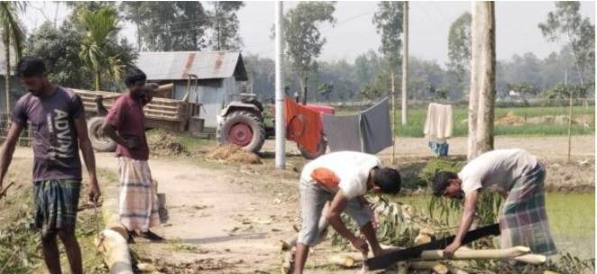 সরকারি রাস্তার ৯৭টি গাছ কেটে নেওয়ার অভিযোগ