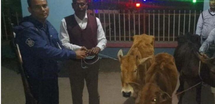 ২৪ ঘন্টার মধ্যে ৫টি চোরাই গরু উদ্ধার