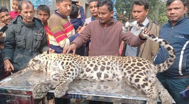 পঞ্চগড় আটোয়ারী সীমান্তে নাগর নদী থেকে মৃত ১টি চিতা বাঘ উদ্ধার