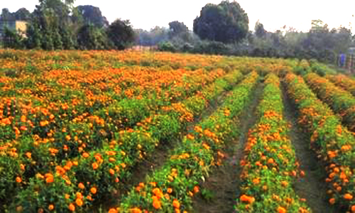 ঠাকুরগাঁওয়ে ফুল চাষে বদলাতে পারে অর্থনীতি