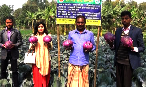 কৃষি অফিসের সহযোগিতা রঙ্গীন বাঁধা কপি চাষে সফল রানা