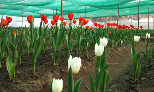 পর্যটকদের জন্য উন্মুক্ত করে দেয়া ভিনদেশী ১৯ রং-বেরং এর টিউলিপ