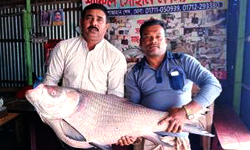 রাজবাড়ীতে ২৭ কেজির কাতলা মাছ ৫৪ হাজার টাকায় বিক্রি