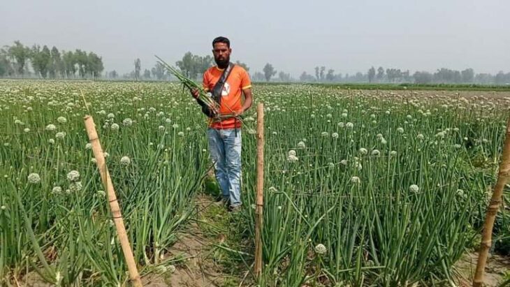কুমড়ার ক্ষেত,১বিঘা পিয়াজের বীজ ক্ষেত কেটে নষ্ট করে দিয়েছে দুর্বৃত্তরা