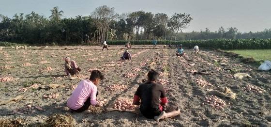 বোদায় আলুর দাম ভাল পাওয়ায় চাষীরা খুশি