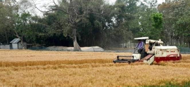 ঠাকুরগাঁওয়ে কমেছে গমের আবাদ
