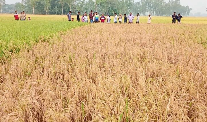 বিষ প্রয়োগে ৬ বিঘা জমির ধান নষ্টের অভিযোগ