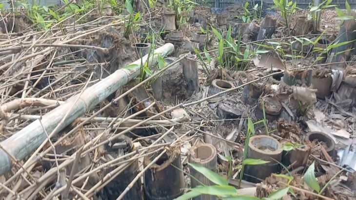 তেঁতুলিয়ায় সরকারী জমির বাঁশ কেটে সাবাড়