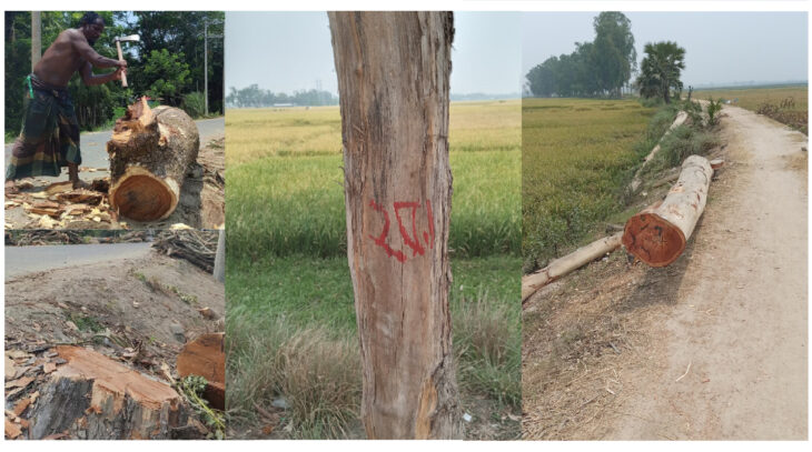 অনুমতি ছাড়াই বগুড়ার আদমদীঘিতে গাছ কাটার মহোৎসব