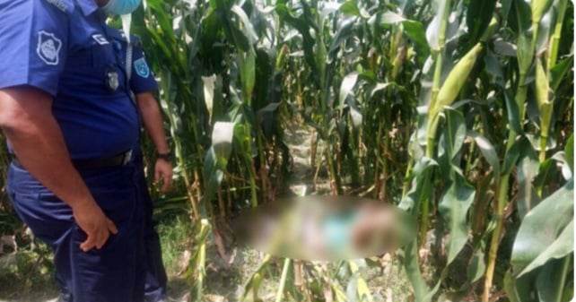 ভুট্টাক্ষেত থেকে একজনের মরদেহ উদ্ধার