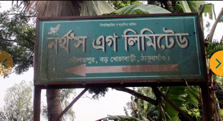 ঠাকুরগাঁওয়ের যে মুরগির খামার