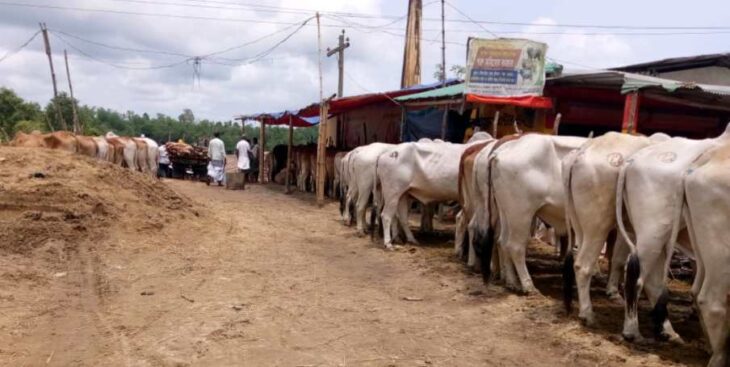 পবিত্র ঈদুল আযহা উপলক্ষে চকরিয়ায় বিশাল পশুর হাটের প্রস্তুতি 