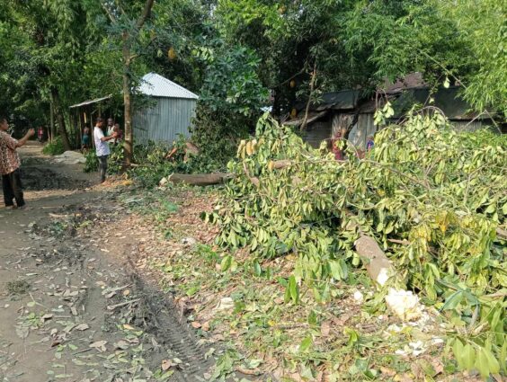 সুনামগঞ্জ বিশ্বম্ভরপুরে ইউপি চেয়ারম্যান কর্তৃক গাছ কর্তন,বাধাঁ দেয়ায় মারধর