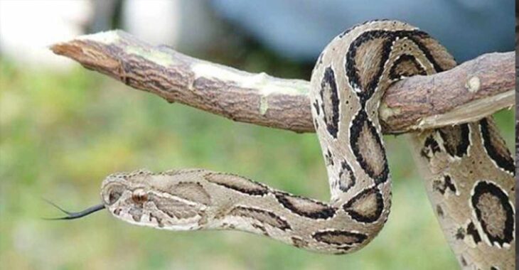 একটি রাসেলস ভাইপার সাপ মারতে পারলে ৫০ হাজার টাকা