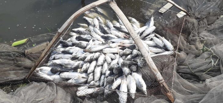 পঞ্চগড় তেঁতুলিয়ায় পুকুরে বিষ প্রয়োগে মারা গেছে ৬ হাজার কেজি মাছ