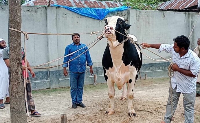 ৩৫ মন ওজনের দিনাজপুরের রাজা বাবুর মুল্য ১৮ লক্ষ টাকা