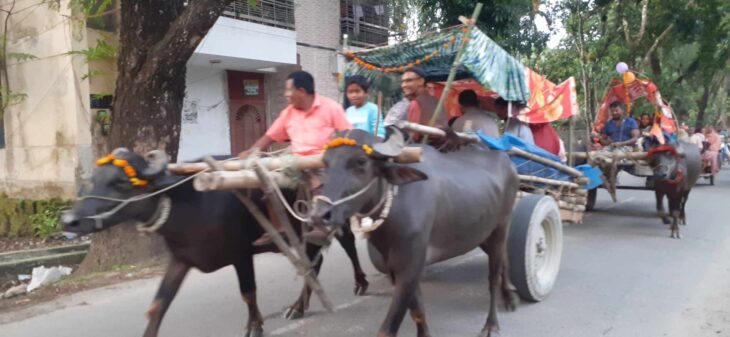 পূর্ব পুরুষদের ঐতিহ্য ধরে রাখতে মহিষের গাড়ি বিয়ে