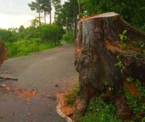 কক্সবাজারের ঈদগড় সড়কে রাতের আধাঁরে শতবর্ষী গর্জন গাছটি কাটল কারা 