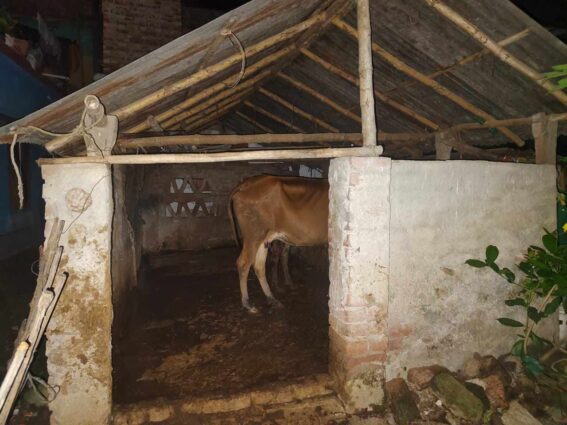 ঝিনাইদহে আবাসিক এলাকায় গরুর খামার স্থাপনে পরিবেশ দূষণ ও জনদুর্ভোগ