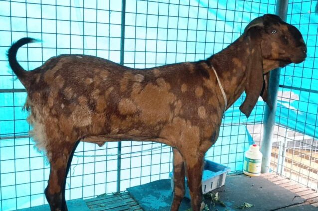 সাভারে সাদেক এগ্রো ফার্মে দুূুদুকের অভিযান