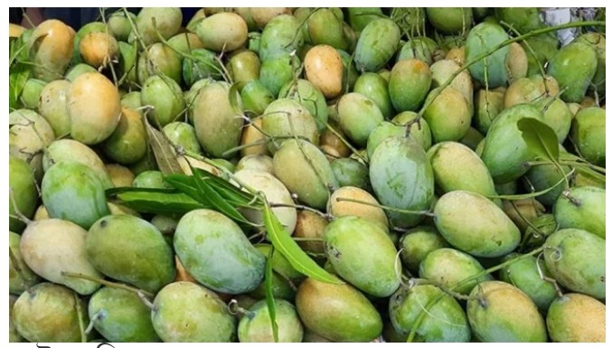 ঠাকুরগাঁওয়ের আম যাচ্ছে ইউরোপে