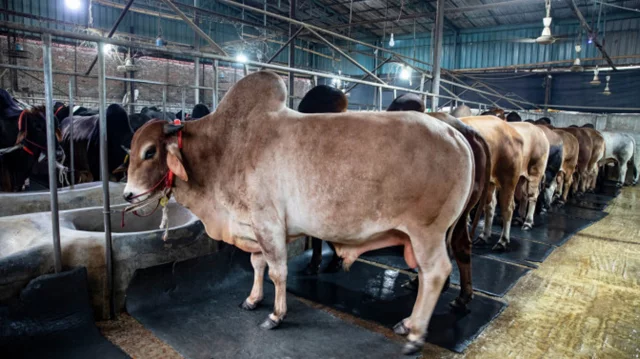 সারা দেশে সব বাণিজ্যিক পশু খামার নিবন্ধনের উদ্যোগ