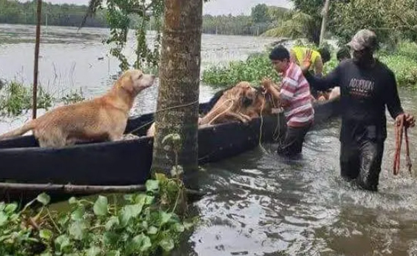 বন্যায় তলিয়েছে ফেনী ও কুমিল্লা অঞ্চলে,ভারত থেকে ঢুকছে পানি