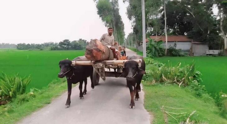 উত্তরবঙ্গের গ্রাম বাংলার ঐতিহ্য গরু ও মহিষের গাড়ি আজ বিলুপ্তির পথে