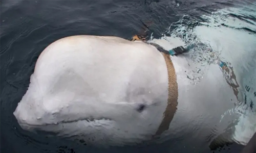 রাশিয়ার গুপ্তচর তিমি নরওয়েতে মৃত অবস্থায় পাওয়া গেছে