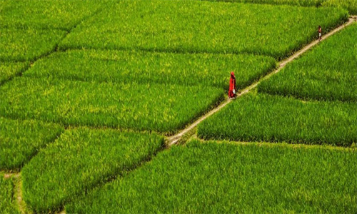 দেশে জমি কেনার সময় প্রতারণা এড়াতে যে বিষয়গুলো যাচাই জরুরি