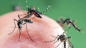 মশা দাপটে অতিষ্ট ঈদগাঁওবাসী,নিধনের উদ্যোগ নেই, ডেঙ্গু আতঙ্ক