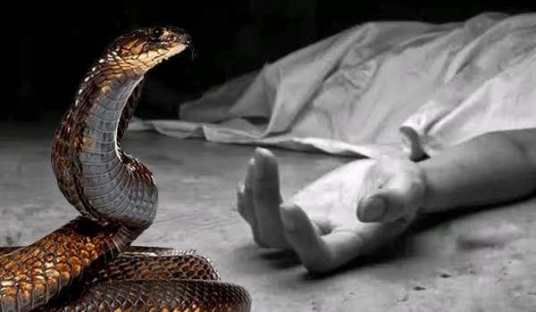 ঠাকুরগাঁওয়ে সাপের কামড়ে দুই শিক্ষার্থীর মৃত্যু