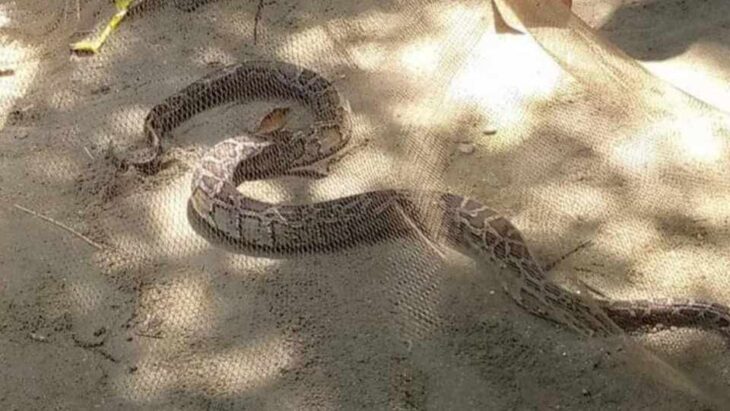 পঞ্চগড়ের তেঁতুলিয়ায় বাশঁঝাড় থেকে অজগর সাপ উদ্ধার