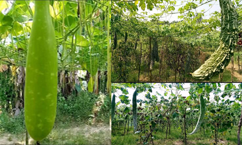 শীতকালীন সবজিতে ভরে গেছে ঈদগাঁওর ফসলের মাঠ