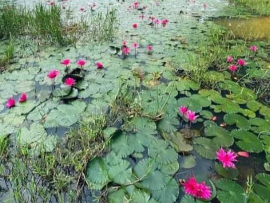 ঈদগাঁওতে জলাশয়ে শাপলা ফুলের অপরুপ সৌন্দর্য