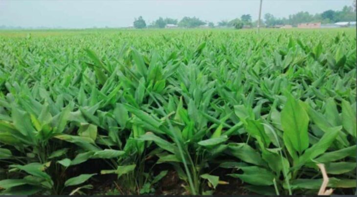 হরিপুরে আবারও হলুদ চাষে ফিরেছে কৃষক