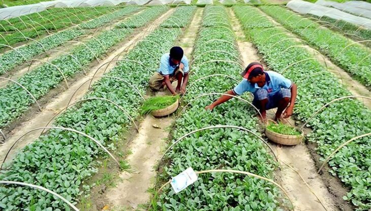 শীতের আগাম সবজি চারা পরিচর্যায় ব্যস্ত কৃষকরা