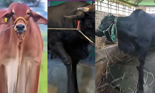 চৌফলদণ্ডীতে প্রবাসীর খামার থেকে গরু চুরি, জনমনে আতংক