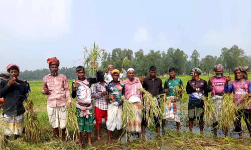 নাটোরে আগাম জাতের আমন ধান কাটার ধুম