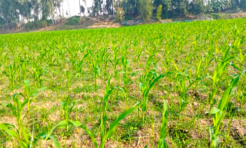 ভুট্টার ফসলে ব্যাপক পোকার আক্রমণ, বিষ প্রয়োগেও কাজ হয় না