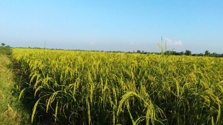 বিরামপুরে বিস্তীর্ণ ধান ক্ষেত সোনালী শীষের ভারে নুয়ে পড়েছে
