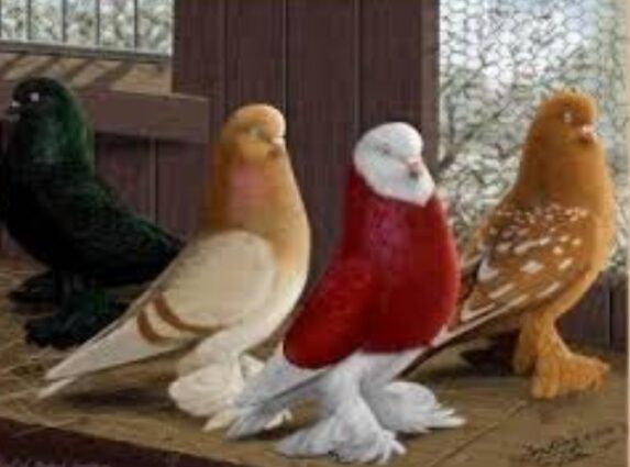 নাগরিক ভাবনা: কবুতরও বুঝে তার জুটির নির্মম হত্যাকান্ডের যন্ত্রনা