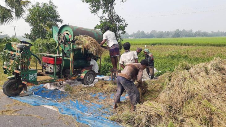 আদমদীঘিতে আগাম আমন ধান কাটা শুরু