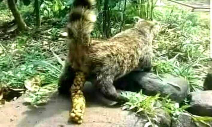 ইন্দোনেশিয়ায় কফি বাগানের শ্রমিকদের কফি খাওয়া নিষেধ ছিল