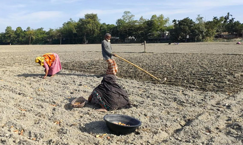 লালমনিরহাটের কৃষকরা​​​​​​​ অধিক লাভের আশায় আলু রোপণে ব্যস্ত