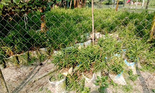 খানসামায় বাড়ির উঠানে বস্তায় আদা চাষ করে সাফল্য লিটনের